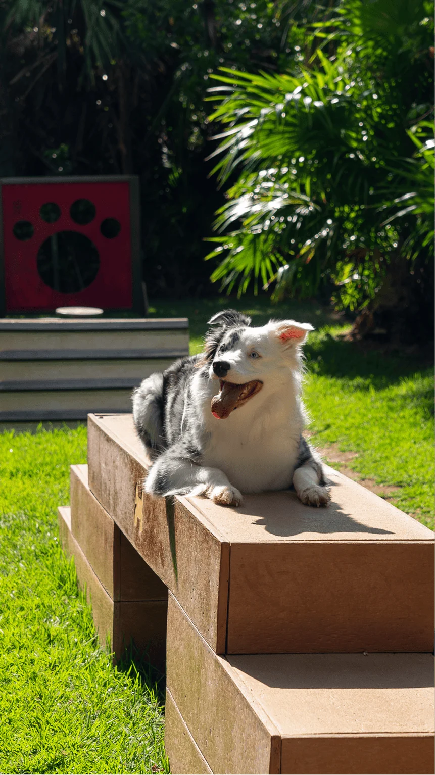 Amenidad Brezza - Pet Place